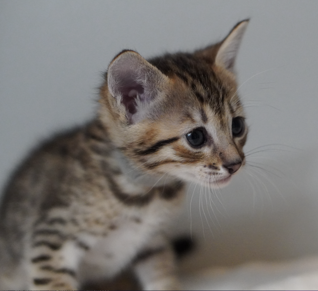, SBT SAVANNAH KITTENS, Bastet Exotics