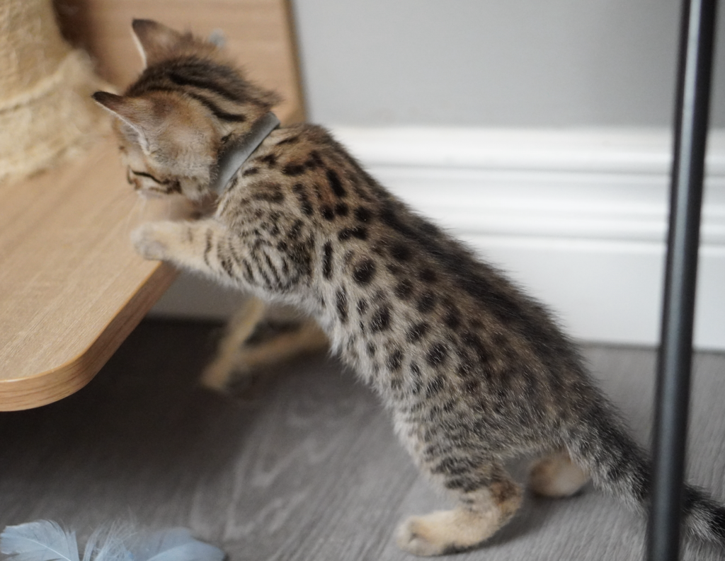 , SBT SAVANNAH KITTENS, Bastet Exotics